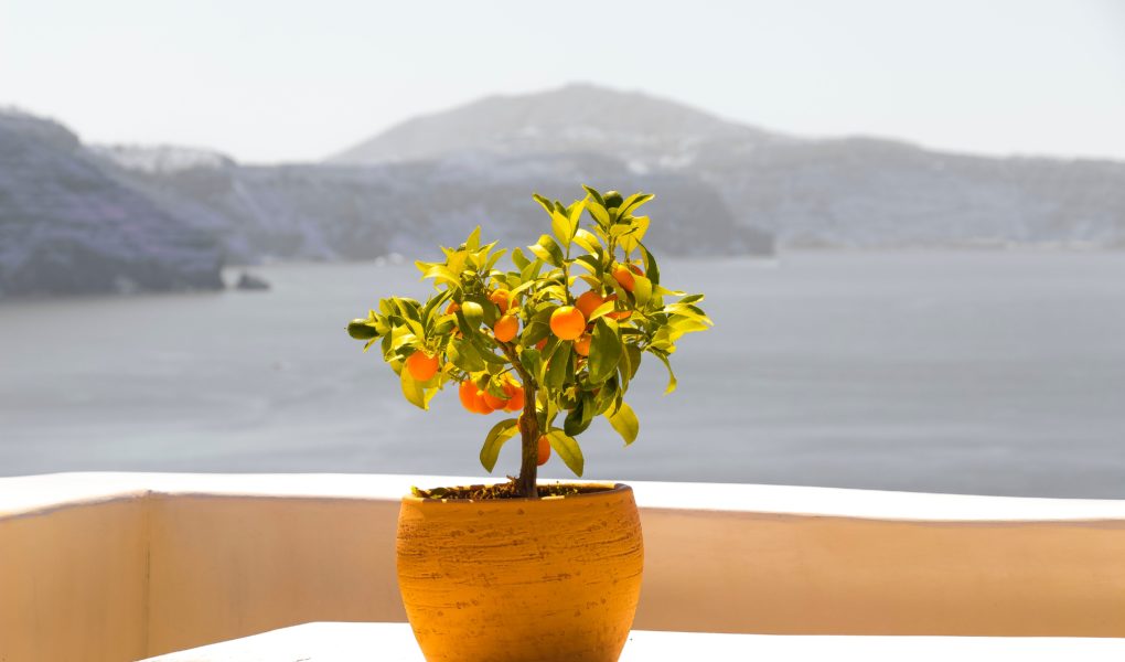 Grow your own supply of vitamin C with indoor citrus trees.