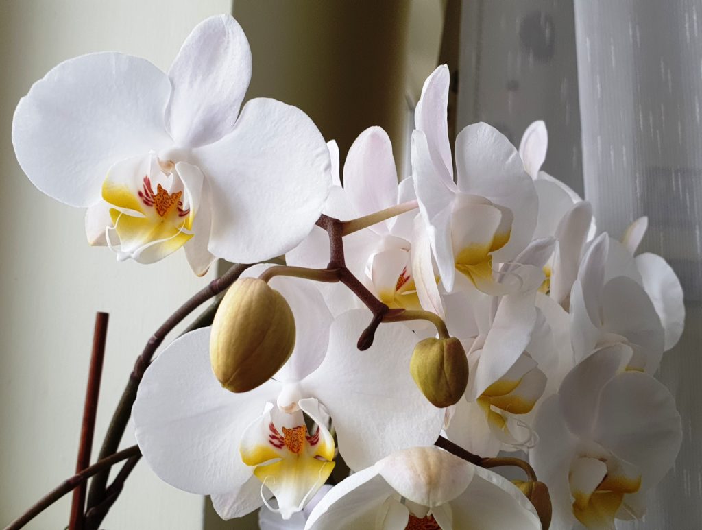 Orchids are safe for animals