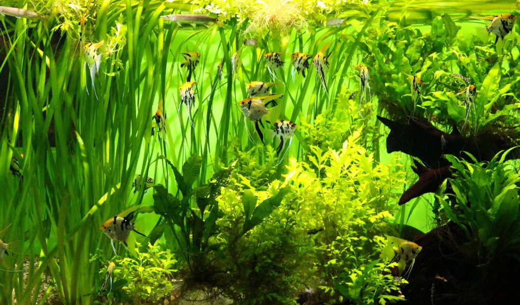 Houseplants you can put in your fish tank