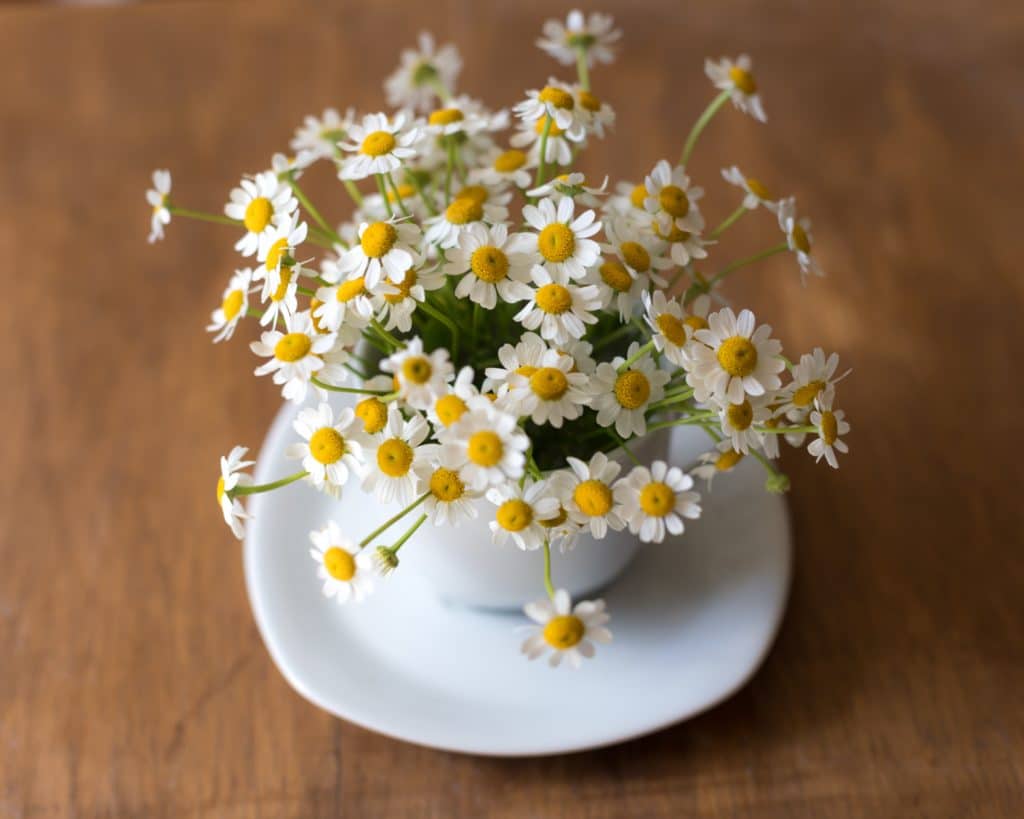 chamomile safe for animalss