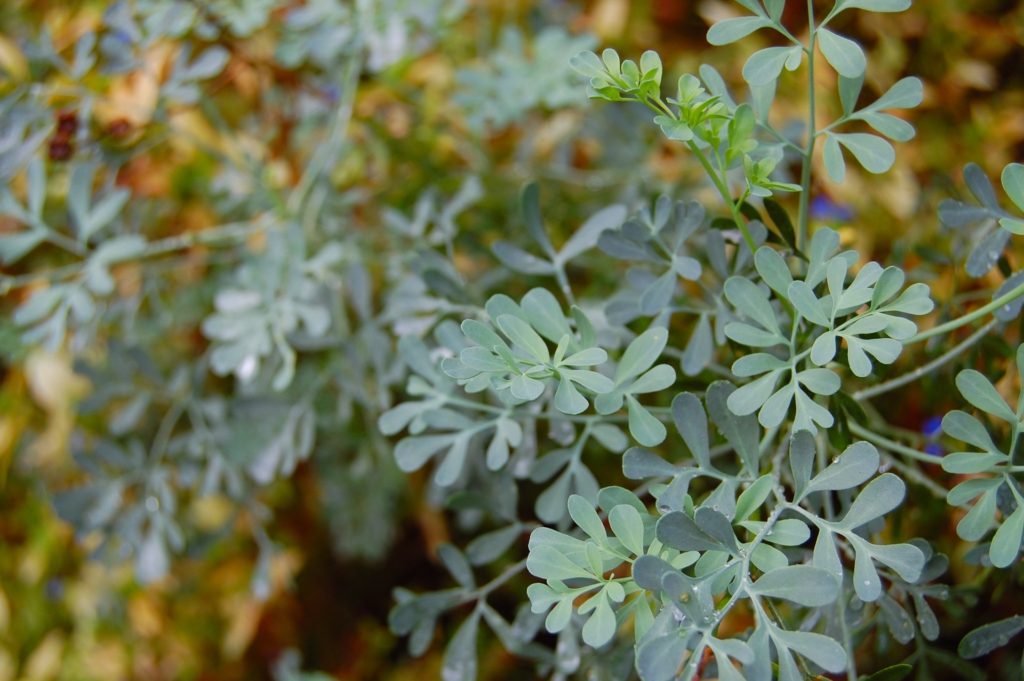 Rue houseplants cants will not eat