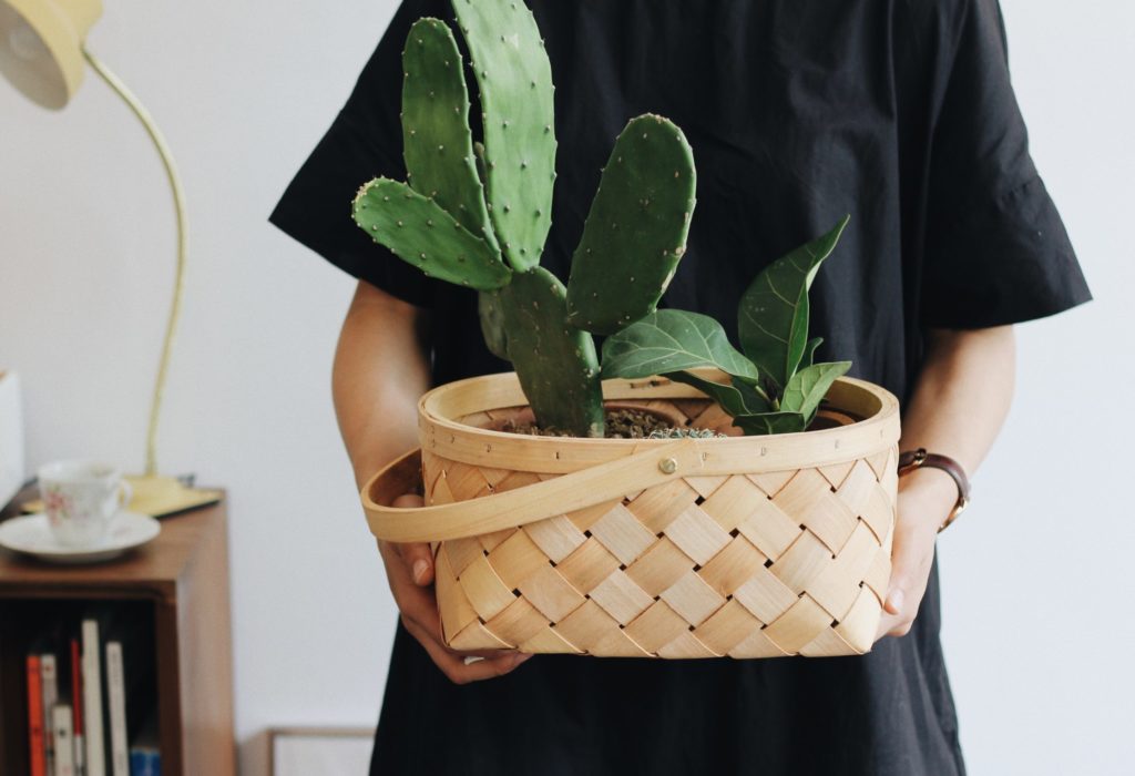 Prickly pear cactus houseplants cats will not eat