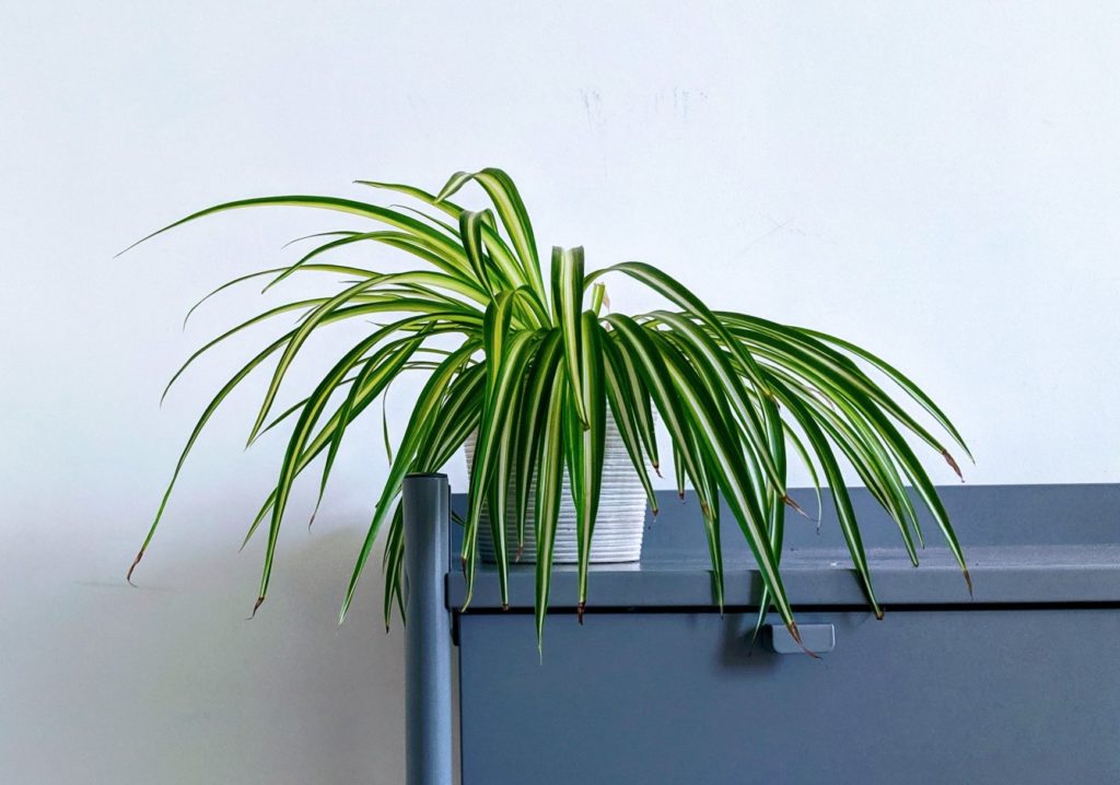 spider plants need little light