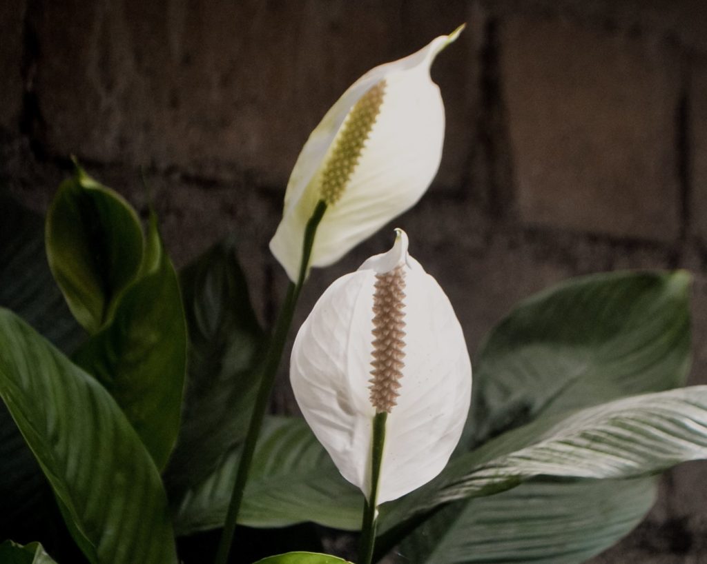 peace lily poisonous houseplant 