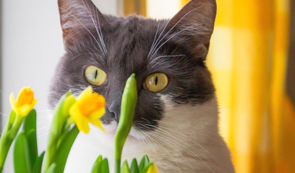 find out which houseplants are unsafe for cats