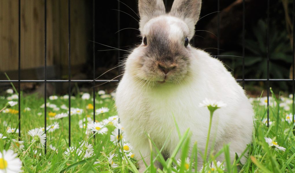 poisonous houseplants rabbits