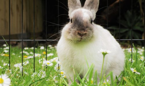 poisonous houseplants rabbits