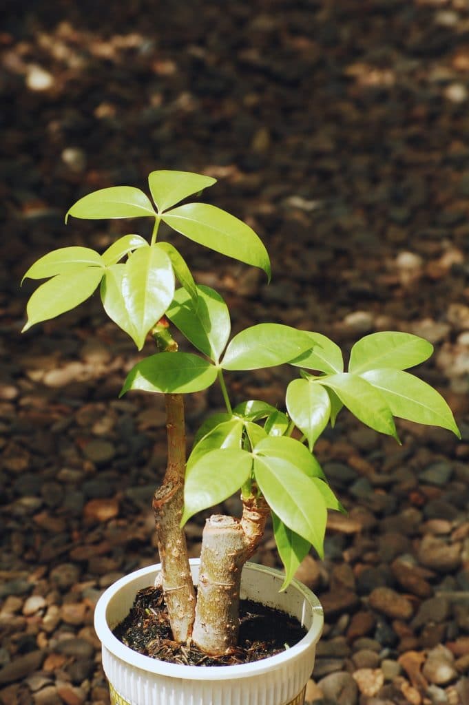 houseplants require no light