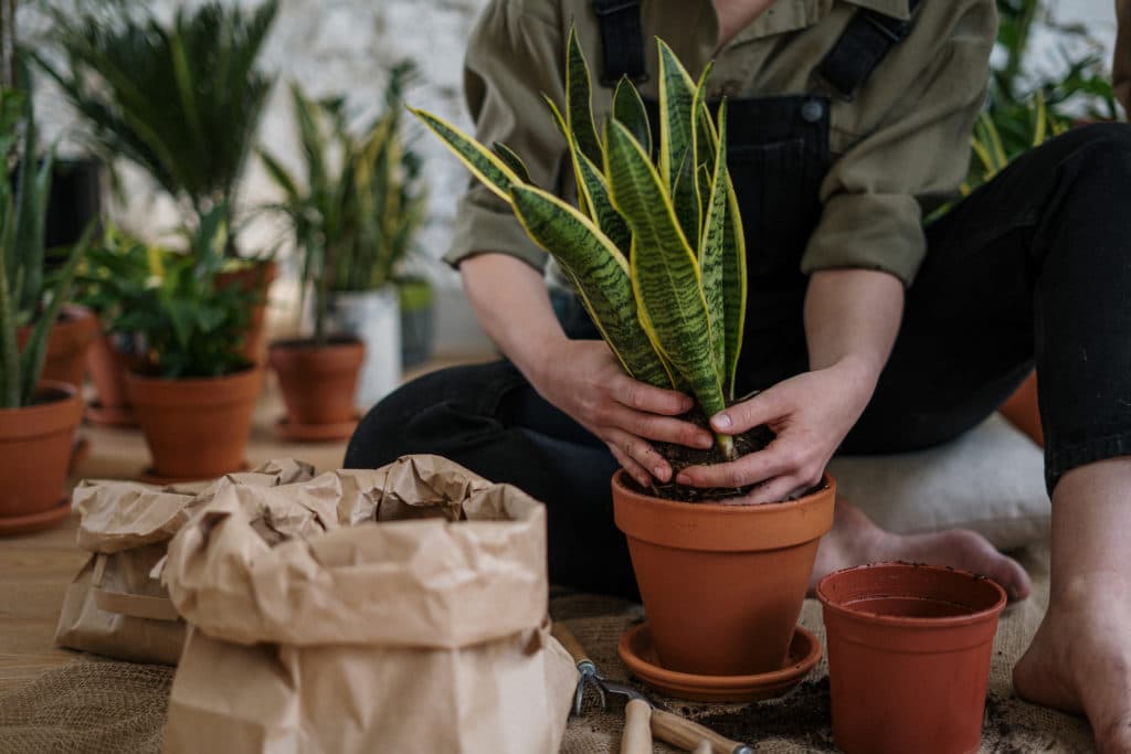 snake plant unsafe houseplant for cats