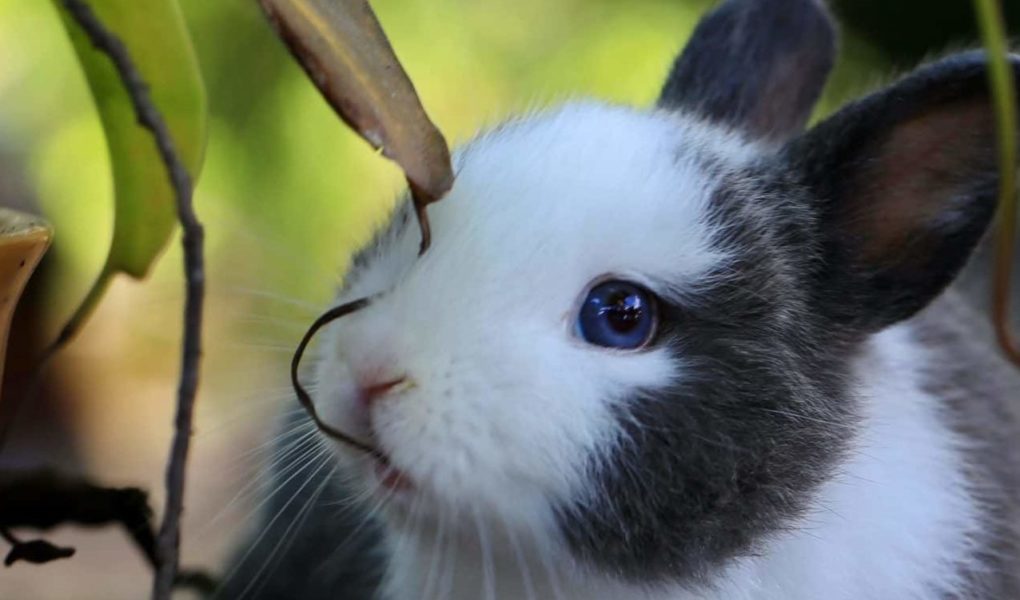 these houseplants are safe for bunnies