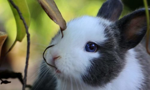 Quelles huiles essentielles sont mauvaises pour les lapins ?