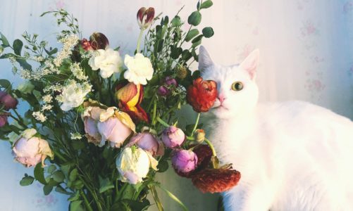 Finally! Houseplants cats will not eat