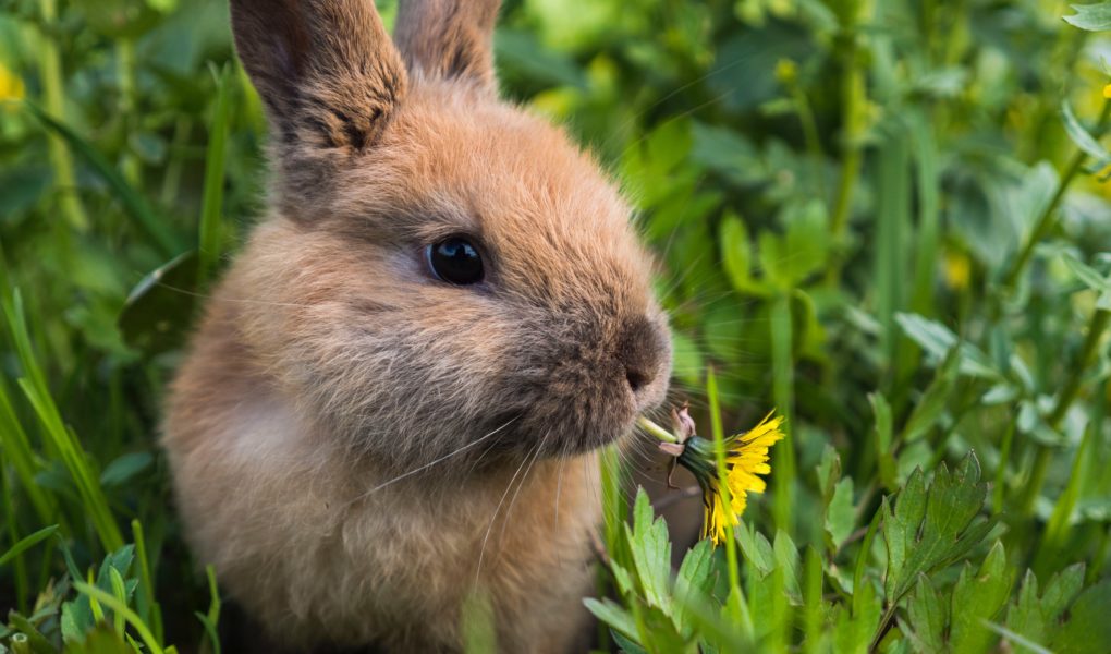 rabbit eating daisy