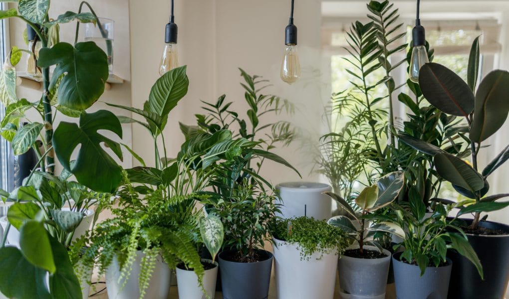 houseplants that need no light