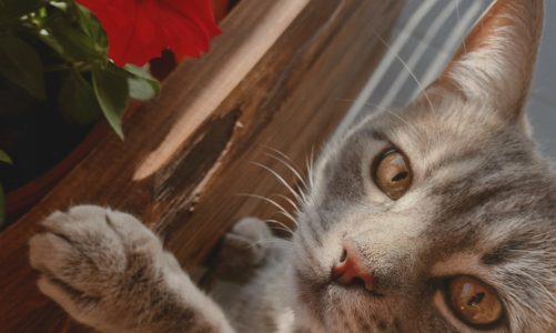 These popular houseplants cats do not like