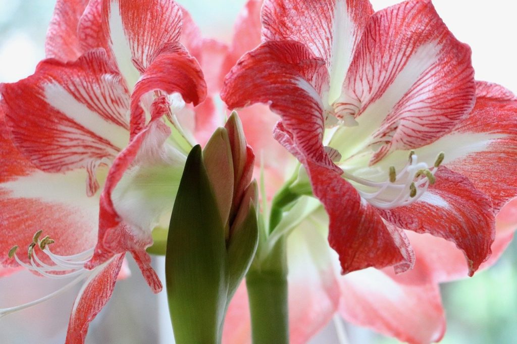 amaryllis is a poisonouse houseplant