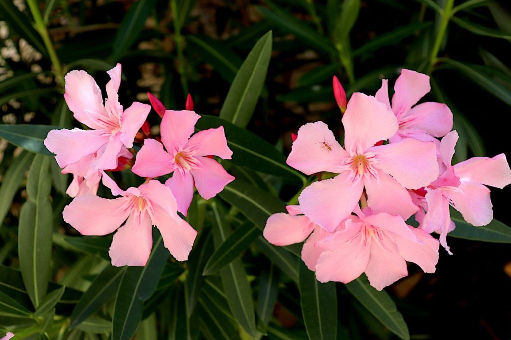 oleander is a poisonous houseplant for babies