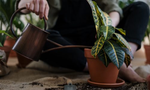 40 popular houseplants that like acidic soil?