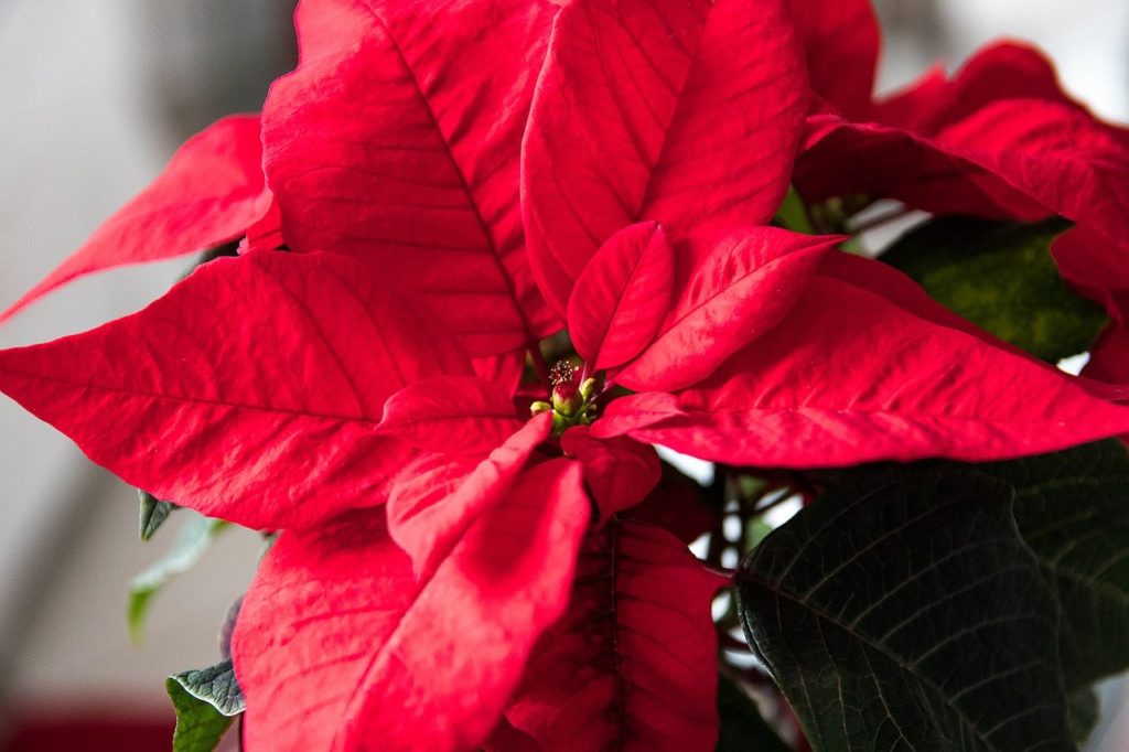 poinsettia is a poisonous houseplant 