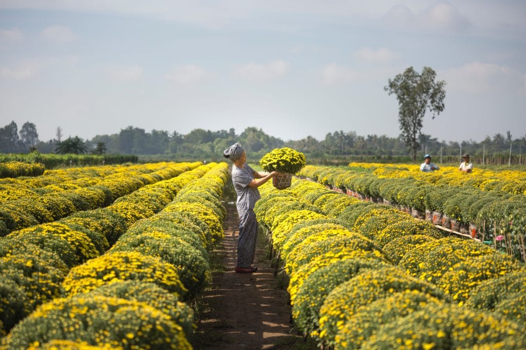 Organic sustainable essential oil crop.