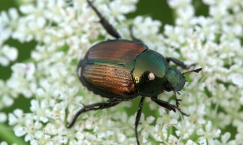 These simple, yet effective essential oils repel Japanese Beetles