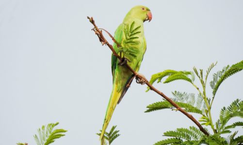 Which essential oils are bad for birds?