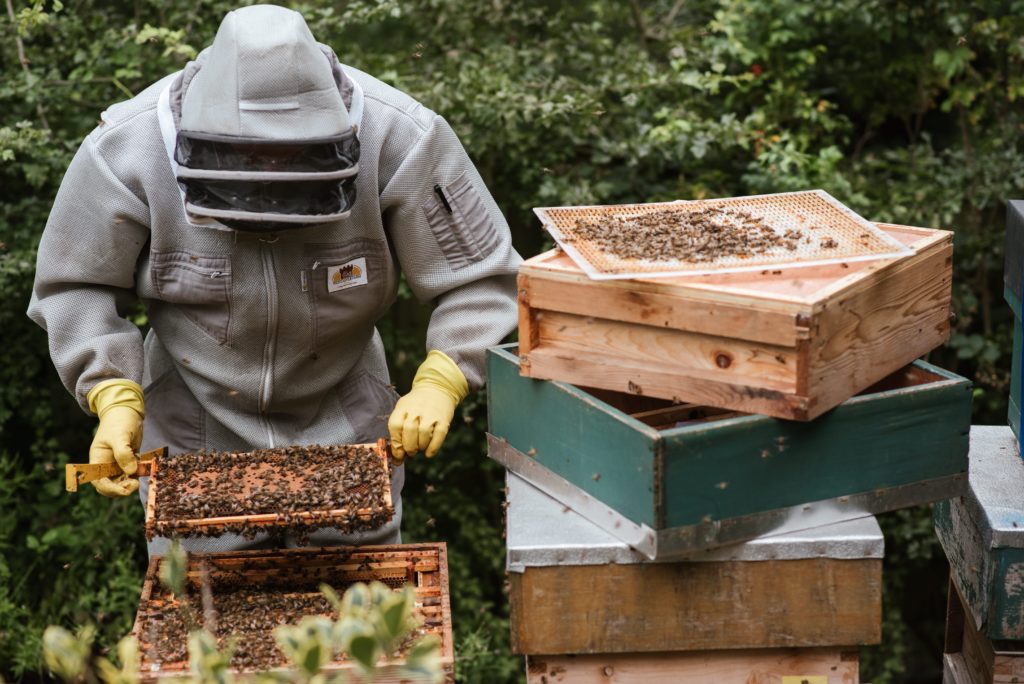 Beekeepers use Lemongras essential oil to lure bee swarms.