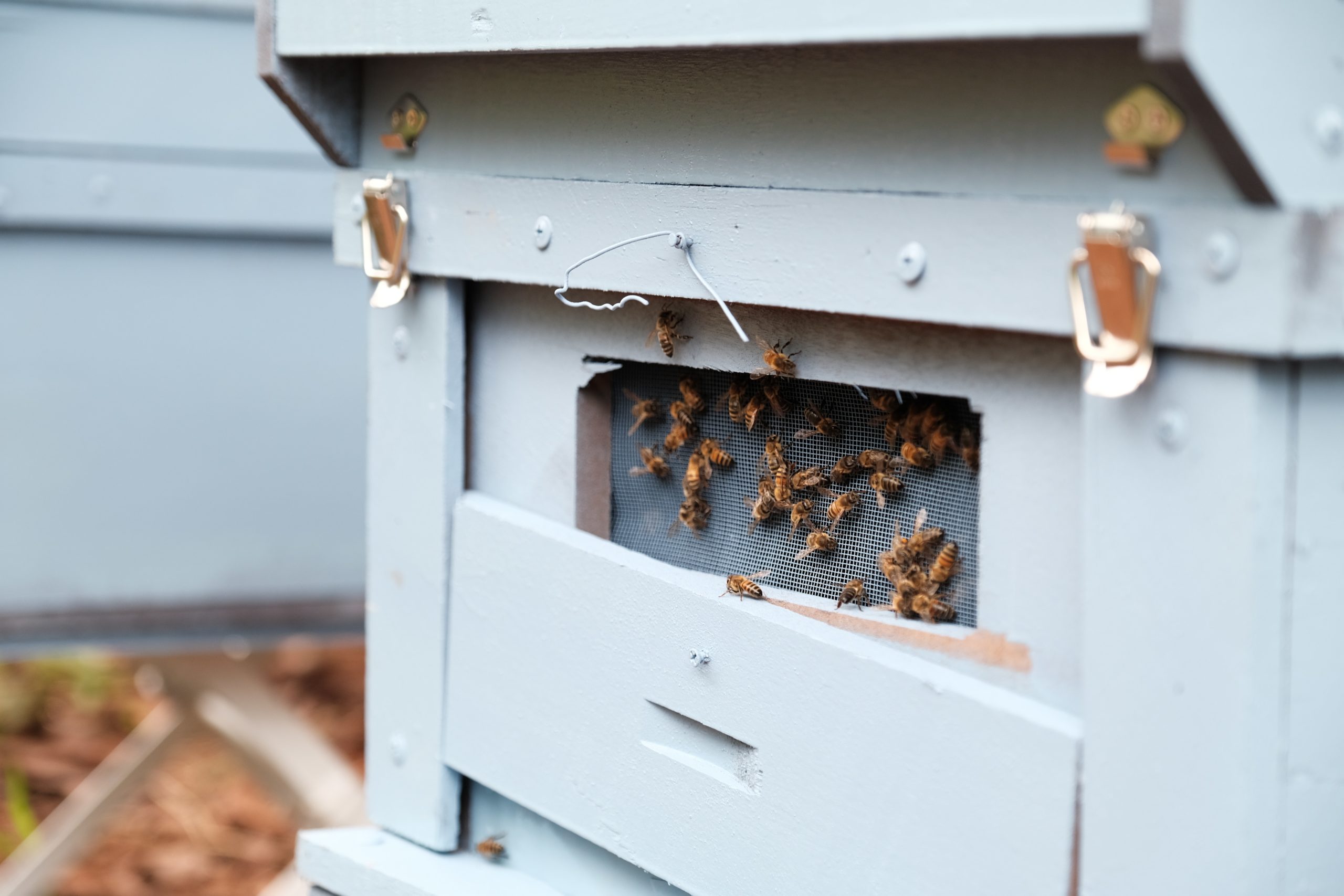 These essential oils attract bees.