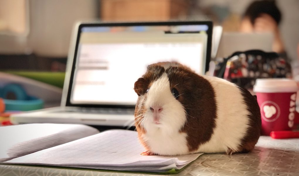 Guinea pigs and essential oil diffusers.